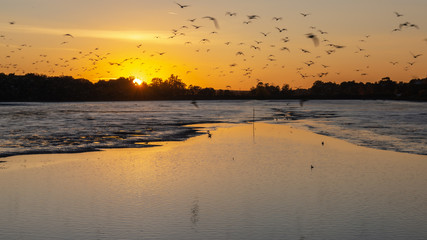 Partly drained lake, sunset and birds in the water and in the sky