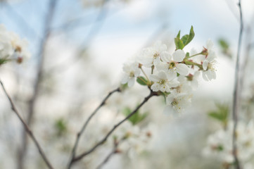 Obraz na płótnie Canvas Blooming cherry orchards in May. White flower branch in spring, close-up selective focus