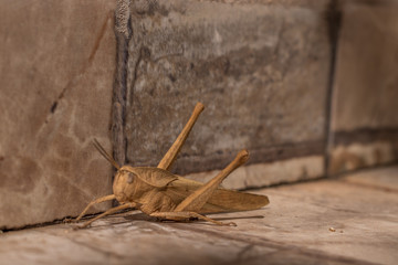 grasshopper on the ground
