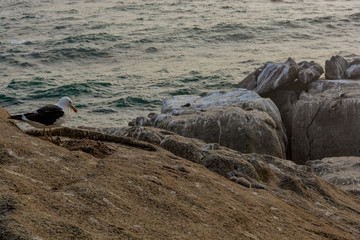 Obraz premium Seagull and baby bird