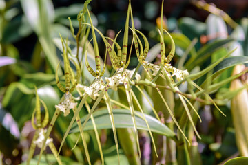 Pink branch orchid flowers Orchidaceae Phalaenopsis known as the Moth Orchid.