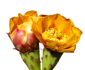 two prickly pear cactus flowers close up isolated on a white background © Kort Feyerabend
