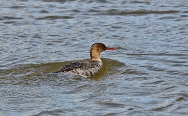 Red breasted merganser swimming in lake Michigan.
