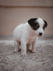 Burriler, australian cattle dog, Dog, Puppy, Cute dog, Cute, Beautiful