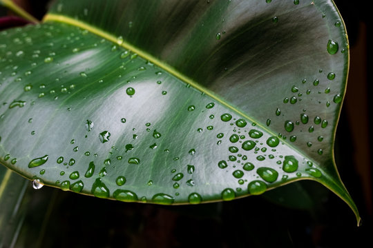Raindrops coat the surface of a rubber tree leaf