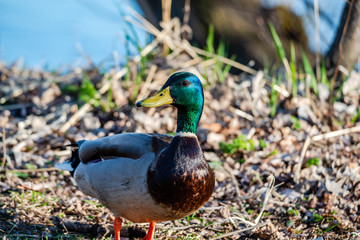 Wild duck near the river 