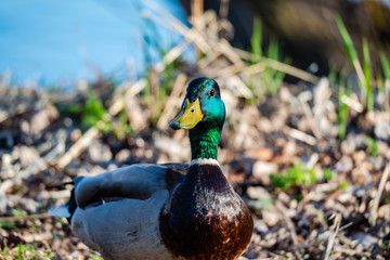 Wild duck near the river 