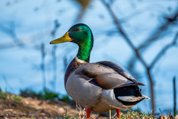 Wild duck near the river 