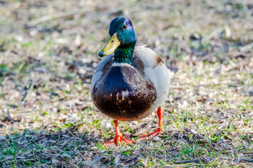 Wild duck near the river 