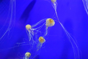Jellyfish in blue water at the Georgia Aquarium 