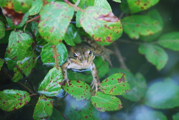 Happy Frog in Pond Portrait
