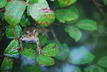 Happy Frog in Pond Portrait