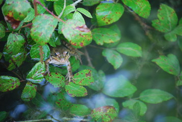 Happy Frog in Pond Portrait