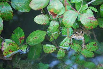 Happy Frog in Pond Portrait