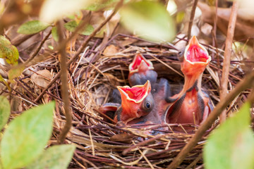 Young cardinal chicks in nest, Cardinalis Cardinalis