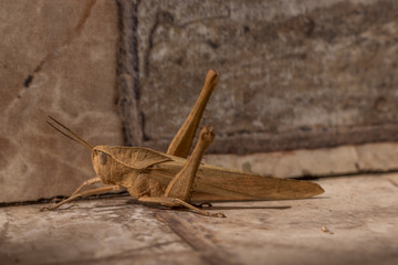grasshopper on the ground