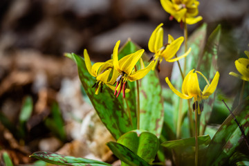 Fototapeta premium Trout lily flower in the city park 