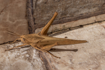 grasshopper on the ground