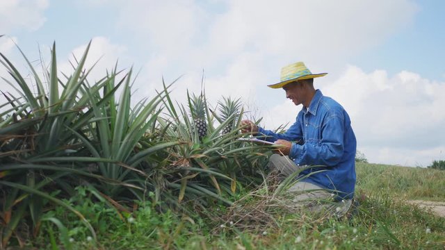 The farmer in pineapple fam, to looking data in tablet 