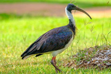 Ebi bird