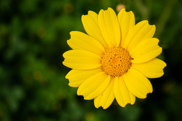fleur Anthemis_4