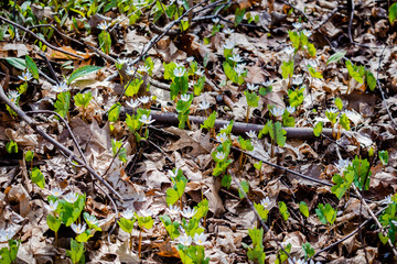 Springtime vegetation in the city park