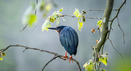 Green Heron
