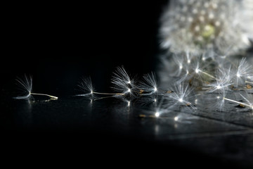 Fluffy dandelion against the backdrop of gray background