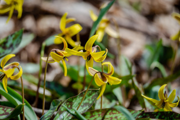 Trout lily flower in the city park 