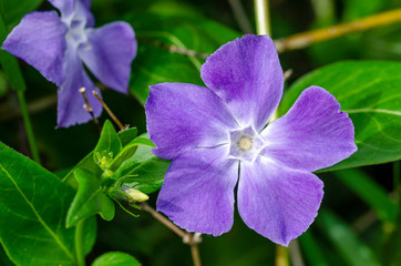 vinca major