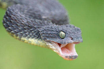 Venomous Black Bush Viper (Atheris squamigera) with open mouth.