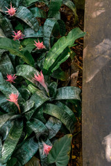 Bromeliad flower shot in a botanical garden.