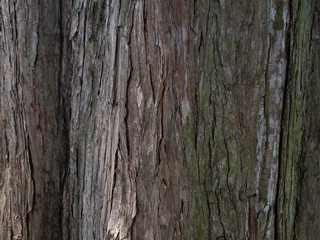 tree bark texture