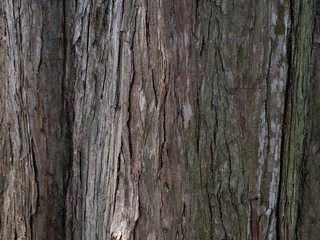 old tree bark
