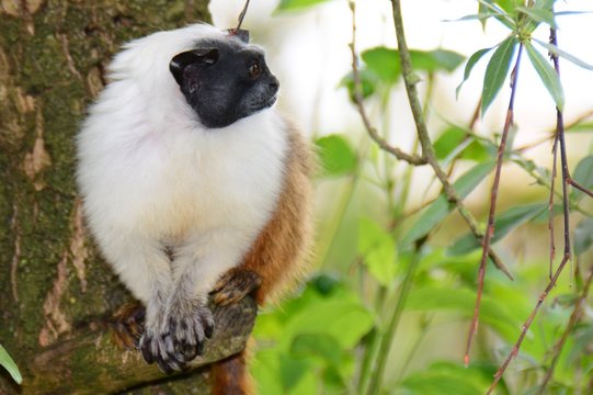 Arboreal Animal Arboreal Animal