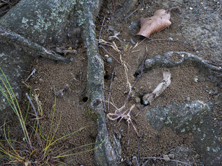 lizard on the ground