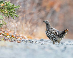 Female Spruce Grouse
