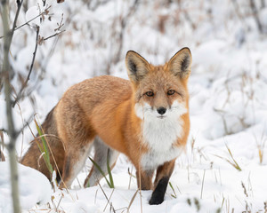 red fox in snow