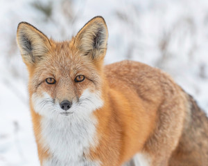 Red Fox looking for prey