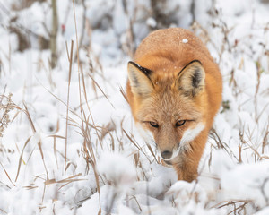Red Fox searching for prey