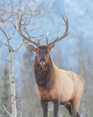 Bull Elk