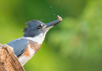 Kingfisher 