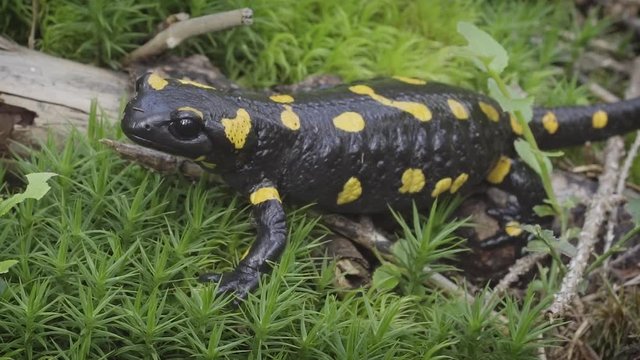 Fire salamander (Salamandra salamandra). Black with yellow spots animal