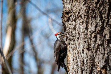 The pileated woodpecker in the city park 