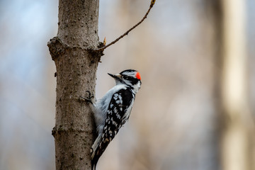 Downy woodpecker in the city park 