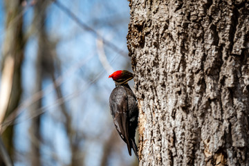 The pileated woodpecker in the city park 