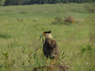 Hawk (carcará) hunted a green snake