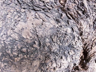 Dark bark on puddles on trees