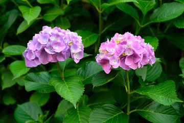 日本の東京都王子の飛鳥山で咲く　紫陽花の紫色とピンク色の花々
