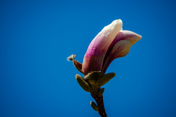 Fototapeta premium Magnolia flowering time, close-up photography 